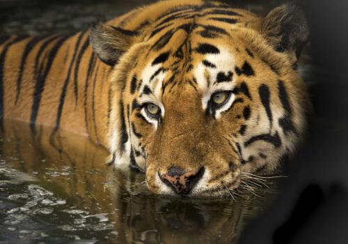 Top 3 Wildlife Destinations and Jungle Safari in Rajasthan Tour Package